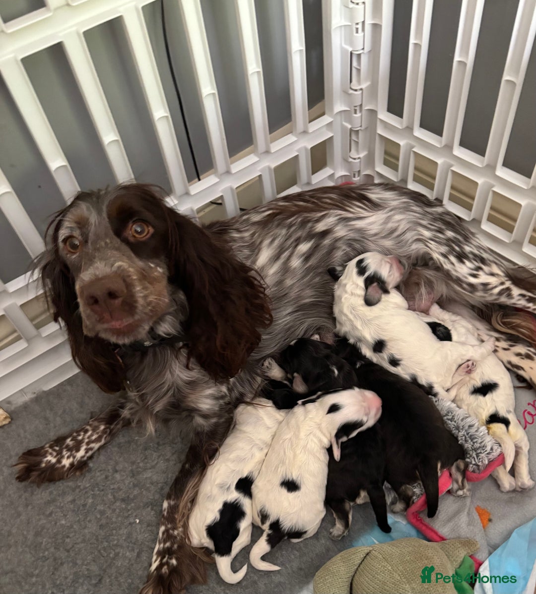 Cockapoo dogs for sale: F1 cockapoos beautiful litter 5 left* - Image 3