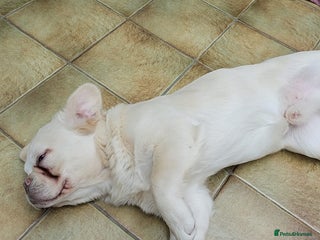 French Bulldog dogs - Advert 16