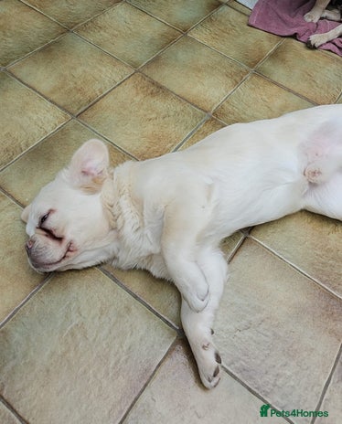 French Bulldog dogs - Advert 16