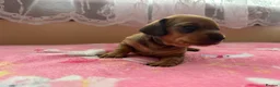 Miniature Dachshund dogs for sale: Miniature dachshund puppies  - Advert 4