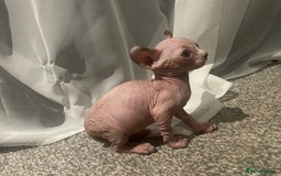 Sphynx cats for sale: Sphynx kittens for sale  - Image 27