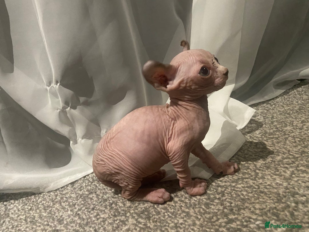 Sphynx cats for sale: Sphynx kittens for sale  - Image 27