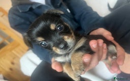 Chorkie dogs for sale: Chorkie Puppies ( Small Breed ) - Image 7