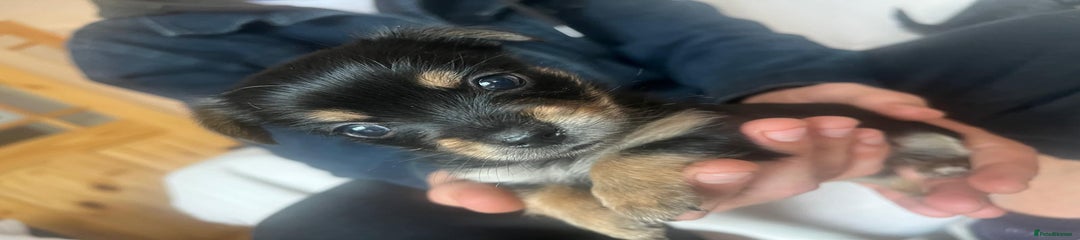 Chorkie Puppy 4
