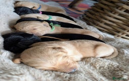 Mixed Breed dogs for sale: Goldador - Advert 9