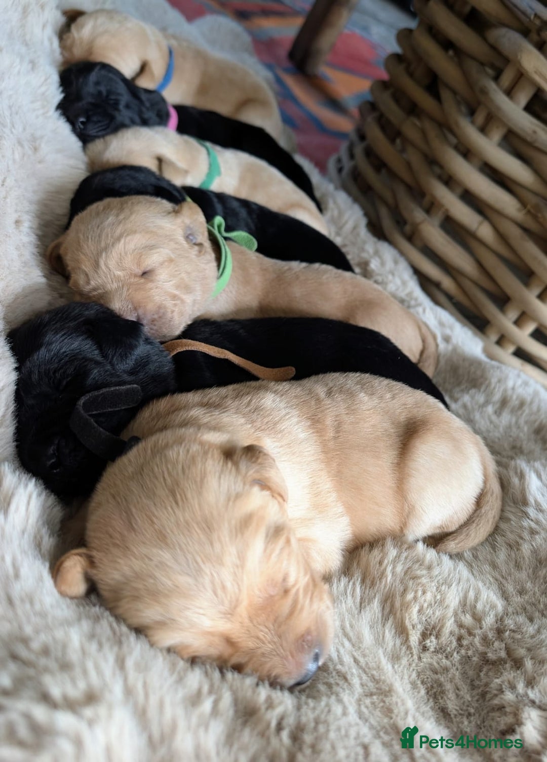 Mixed Breed dogs for sale: Goldador - Advert 9