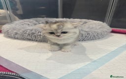 Scottish Fold cats for sale: Scottish fold/ straight 😍🥰❤️ - Image 9