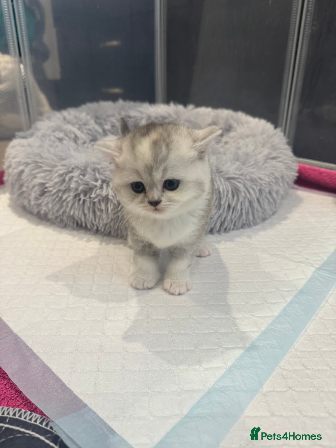 Scottish Fold cats for sale: Scottish fold/ straight 😍🥰❤️ - Image 9