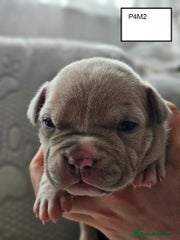 American Bully Puppy 4