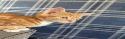 Mixed Breed cats for sale: Two beautiful ginger boys  in Elland - Advert 2