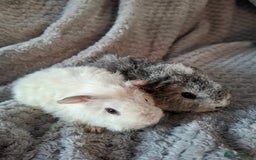 Guinea Pig rodents for sale: Pair of female babies ready now - Advert 1