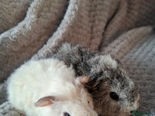 Guinea Pig rodents Pair of female babies ready now - Advert 1
