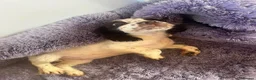 Sprocker dogs for sale: 🐾  Beautiful F2 Sprocker Spaniel Puppies 🐾 - Advert 6