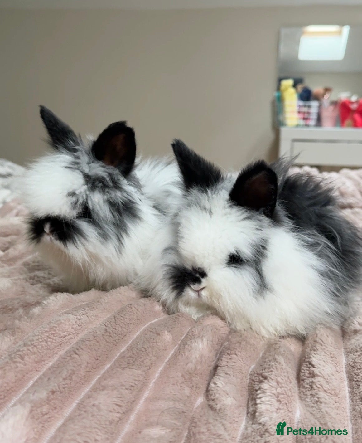 Angora rabbits Angora x bunnies 8 weeks old  - Advert 11
