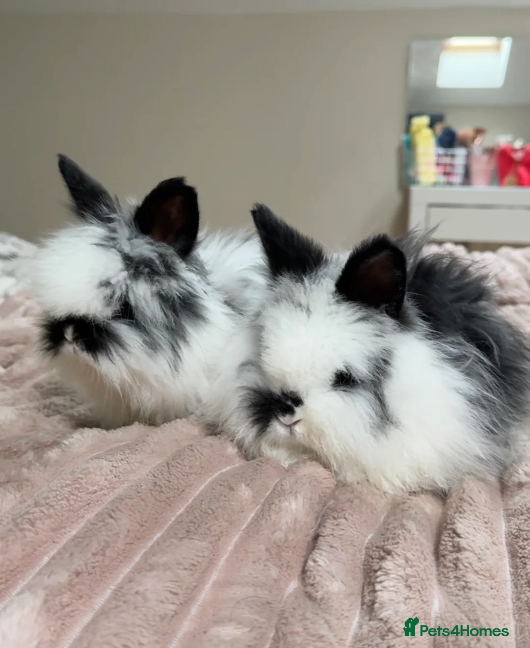 Angora rabbits for sale: Angora x Rabbit  - Advert 1