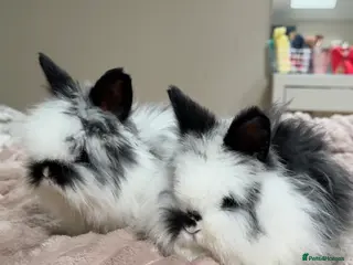 Angora rabbits Angora x bunnies 8 weeks old - Advert 9