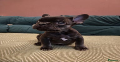 French Bulldog dogs KC Reg Frenchies fluffy carriers! 1BOY left  - Advert 2