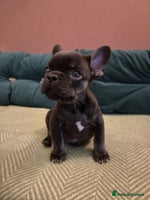 French Bulldog dogs KC Reg Frenchies fluffy carriers! 1BOY left - Advert 2