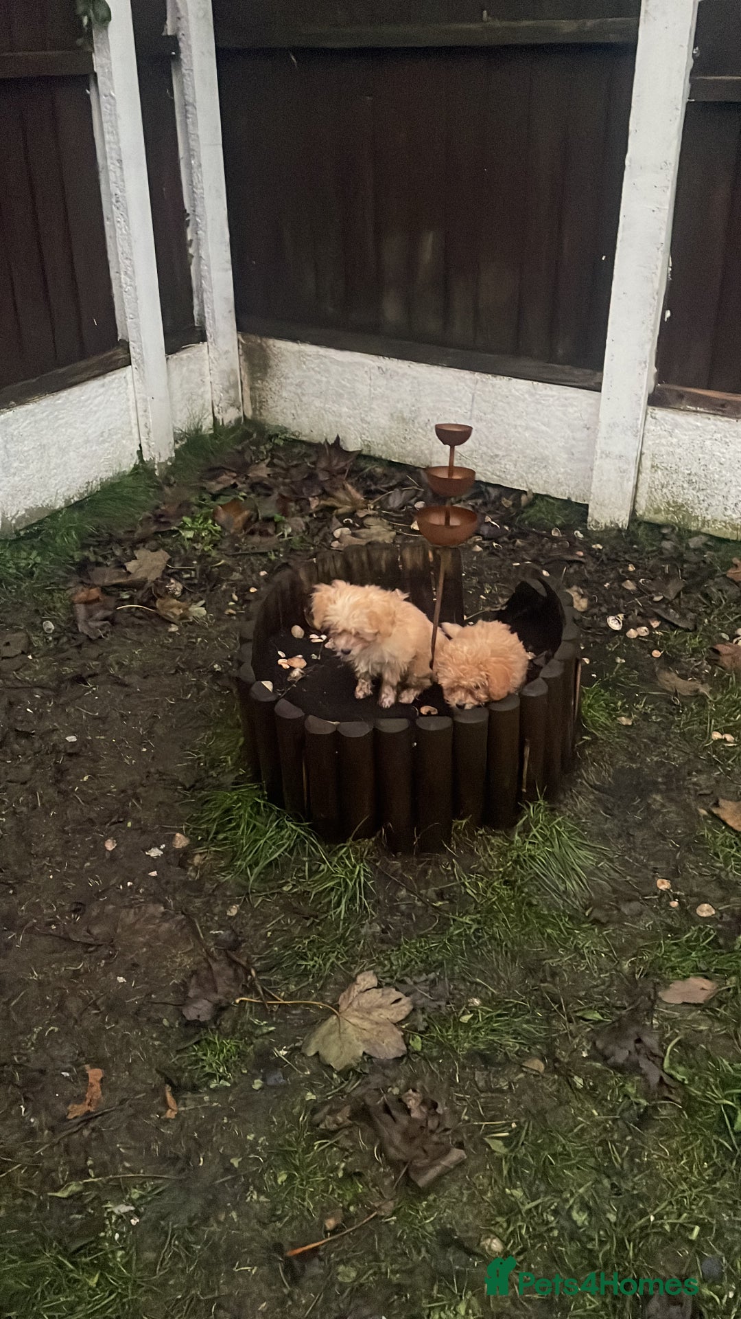 Maltipoo dogs for sale: Stunning Maltipoo Teddy Bear 🧸  - Advert 9