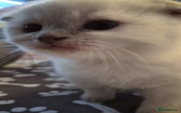 Scottish Fold cats for sale: Scottish fold x Siamese  - Image 7