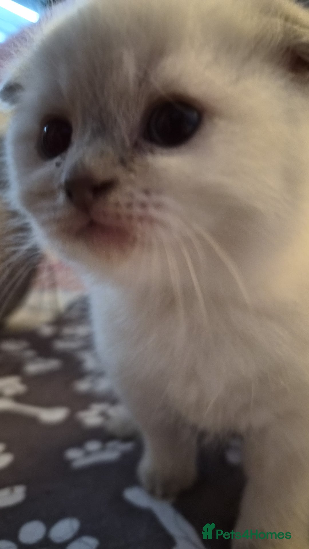 Scottish Fold cats for sale: Scottish fold x Siamese  - Image 7