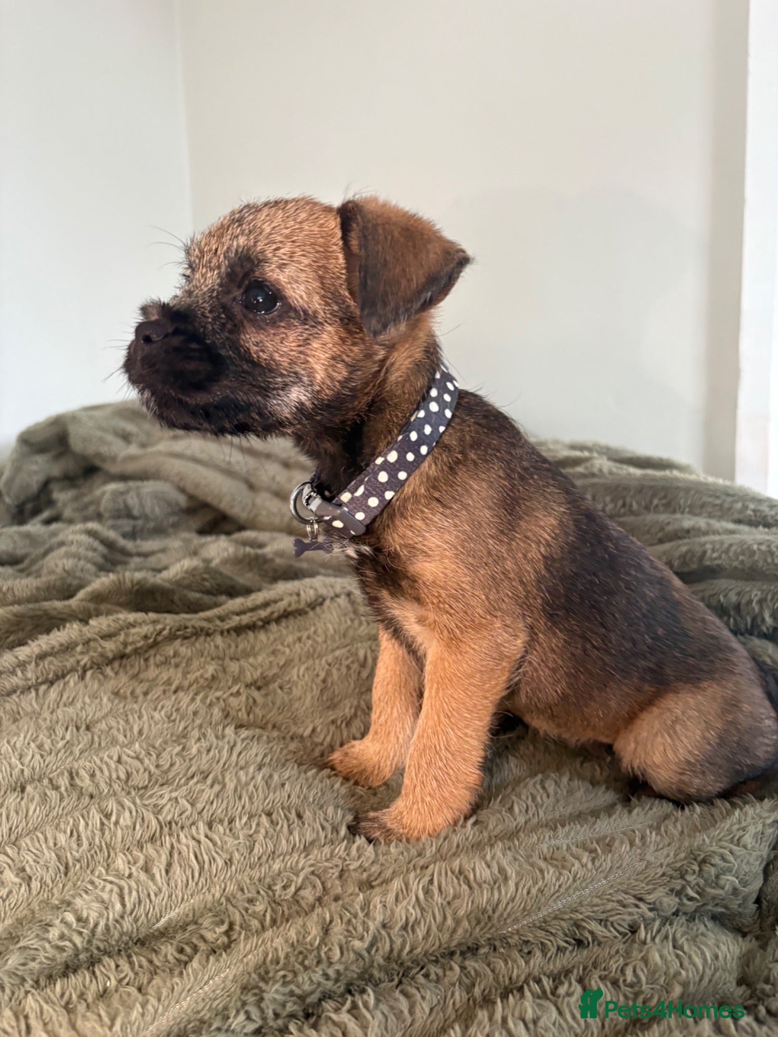 Border Terrier dogs Gorgeous Pure Border Terrier Puppies - Advert 5