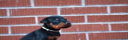 Dobermann dogs for sale: 4 Beautiful Doberman Puppies - Advert 7