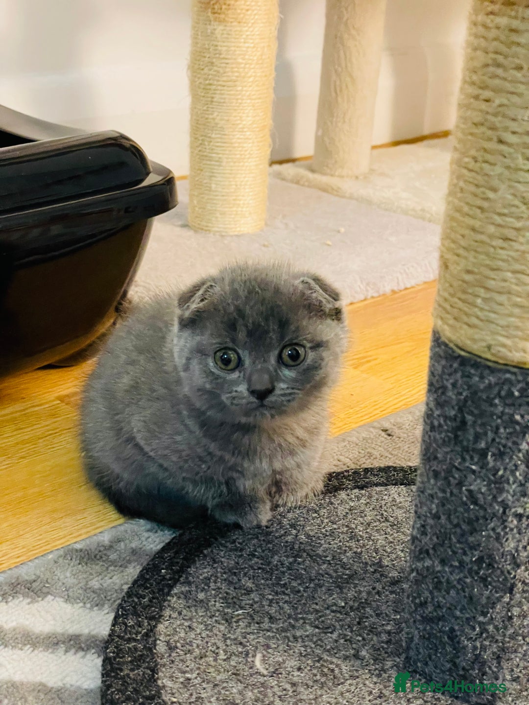 Scottish Fold cats for sale: PURE BREED SCOTTISH FOLD KITTENS 🐾 - Advert 19