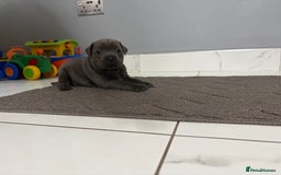 Staffordshire Bull Terrier dogs for sale: Blue staff puppies  - Image 1