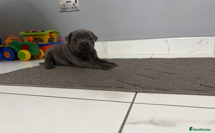Staffordshire Bull Terrier dogs - Advert 1