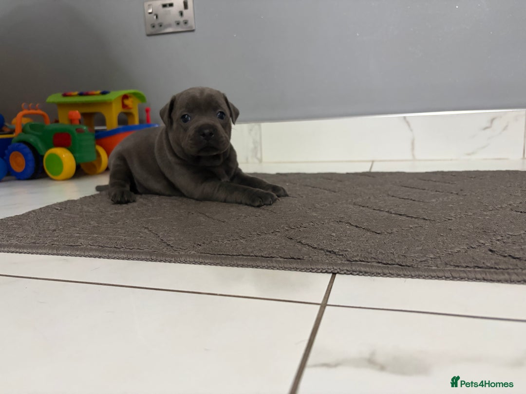 Staffordshire Bull Terrier dogs for sale: Blue staff puppies  - Image 1