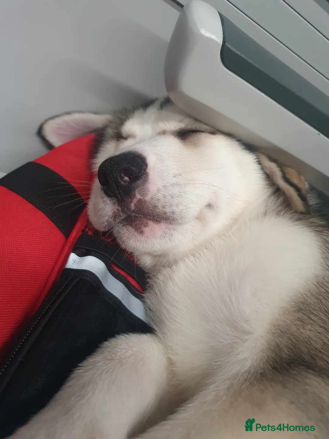 Siberian Husky dogs for sale: 10-Week-Old Siberian Husky Puppy. - Advert 3