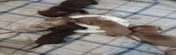 Dachshund dogs for sale: Lovley colourful litter. - Advert 6