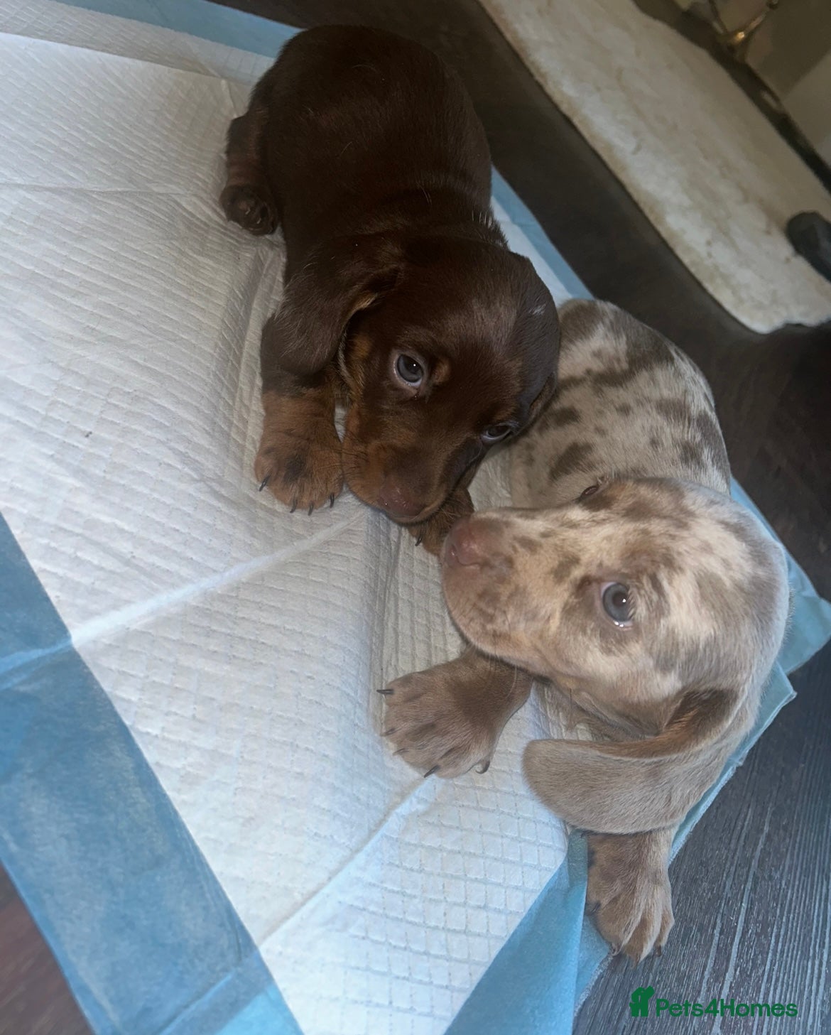 Miniature Dachshund dogs Miniature Dachshund Puppies - Advert 3