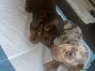 Miniature Dachshund dogs Miniature Dachshund Puppies - Advert 3