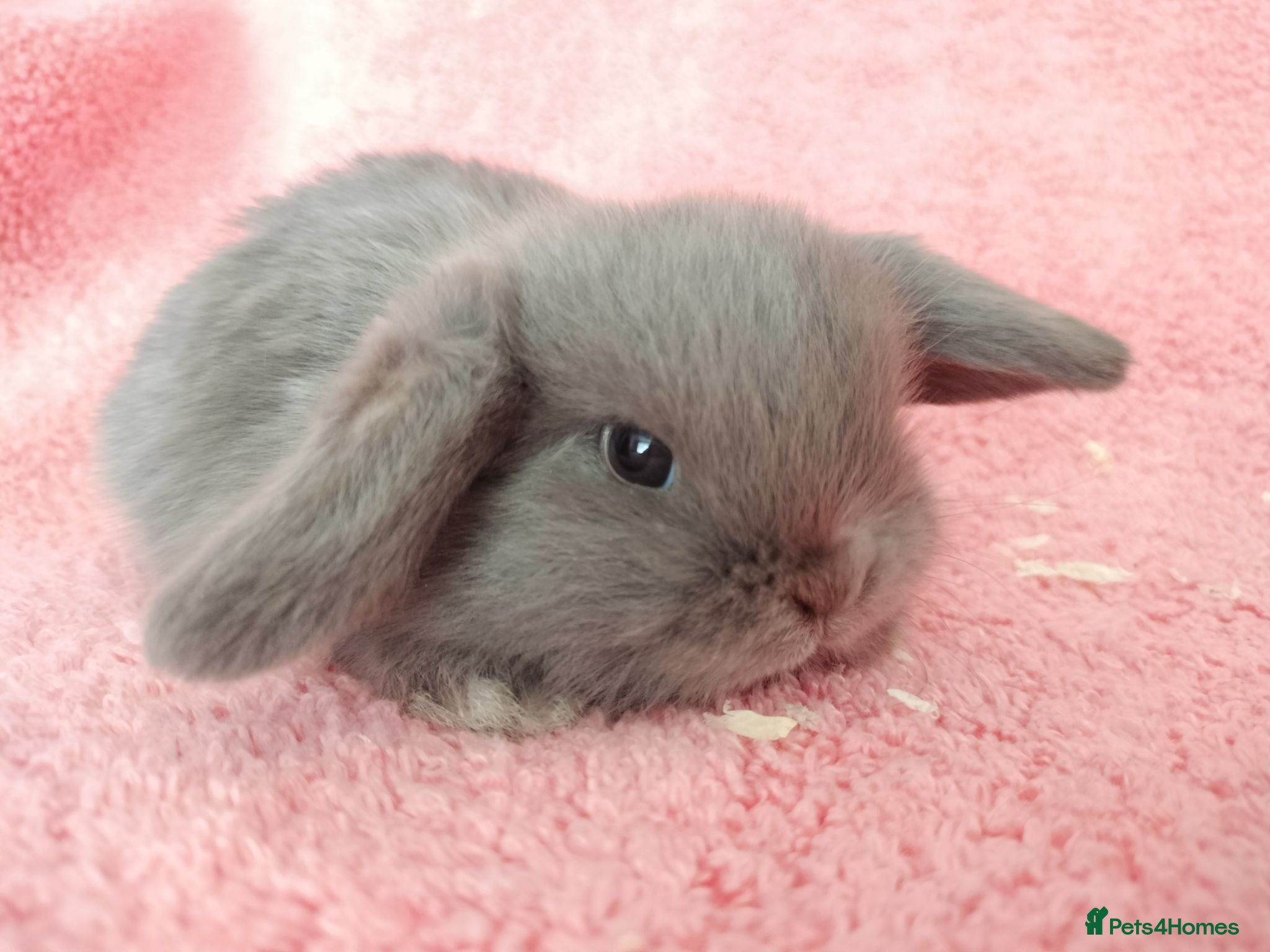 Mini Lop rabbits Baby mini lop rabbits for sale  - Advert 19