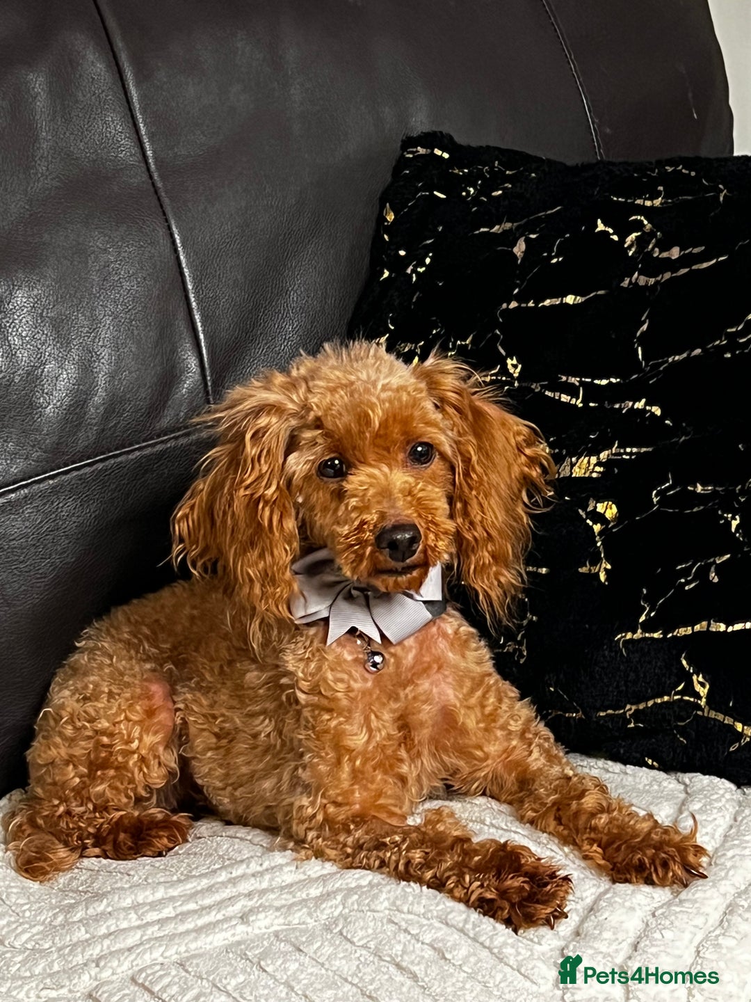 Toy Poodle dogs for sale: ❤️🐶 Gourgeous toy poodle female 🐶❤️ - Advert 1
