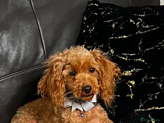 Toy Poodle dogs ❤️🐶 Gourgeous toy poodle female 🐶❤️ - Advert 18