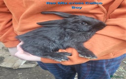 Rex rabbits for sale: Baby Bunny Rabbits  - Image 7