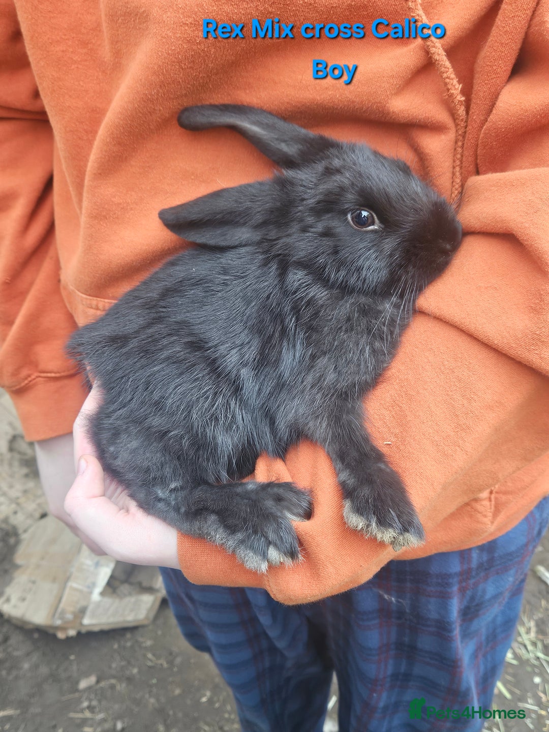 Rex rabbits for sale: Baby Bunny Rabbits  - Image 7