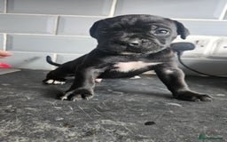 Cane Corso dogs for sale: Cane Corso Pups for Sale  - Image 5