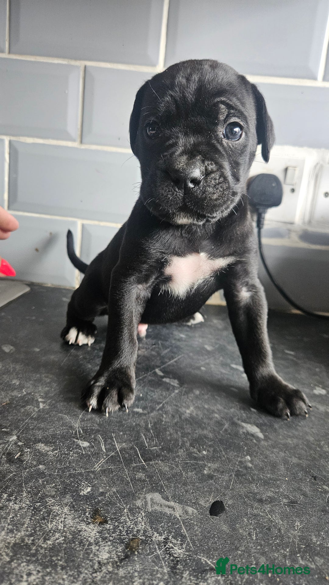 Cane Corso dogs for sale: Cane Corso Pups for Sale  - Image 5