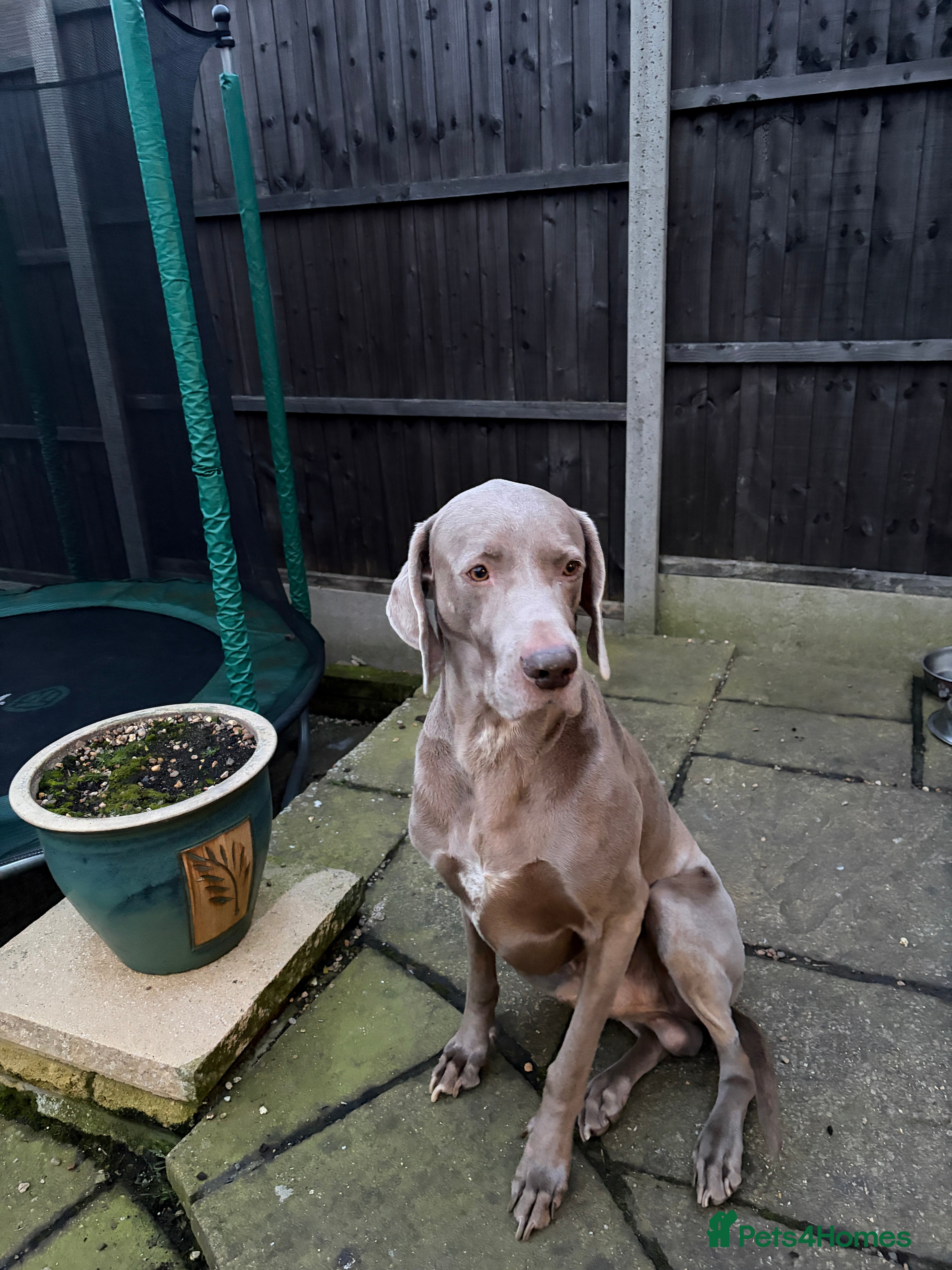 Weimaraner dogs Aress - Advert 1