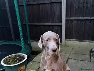 Weimaraner dogs Aress - Advert 1