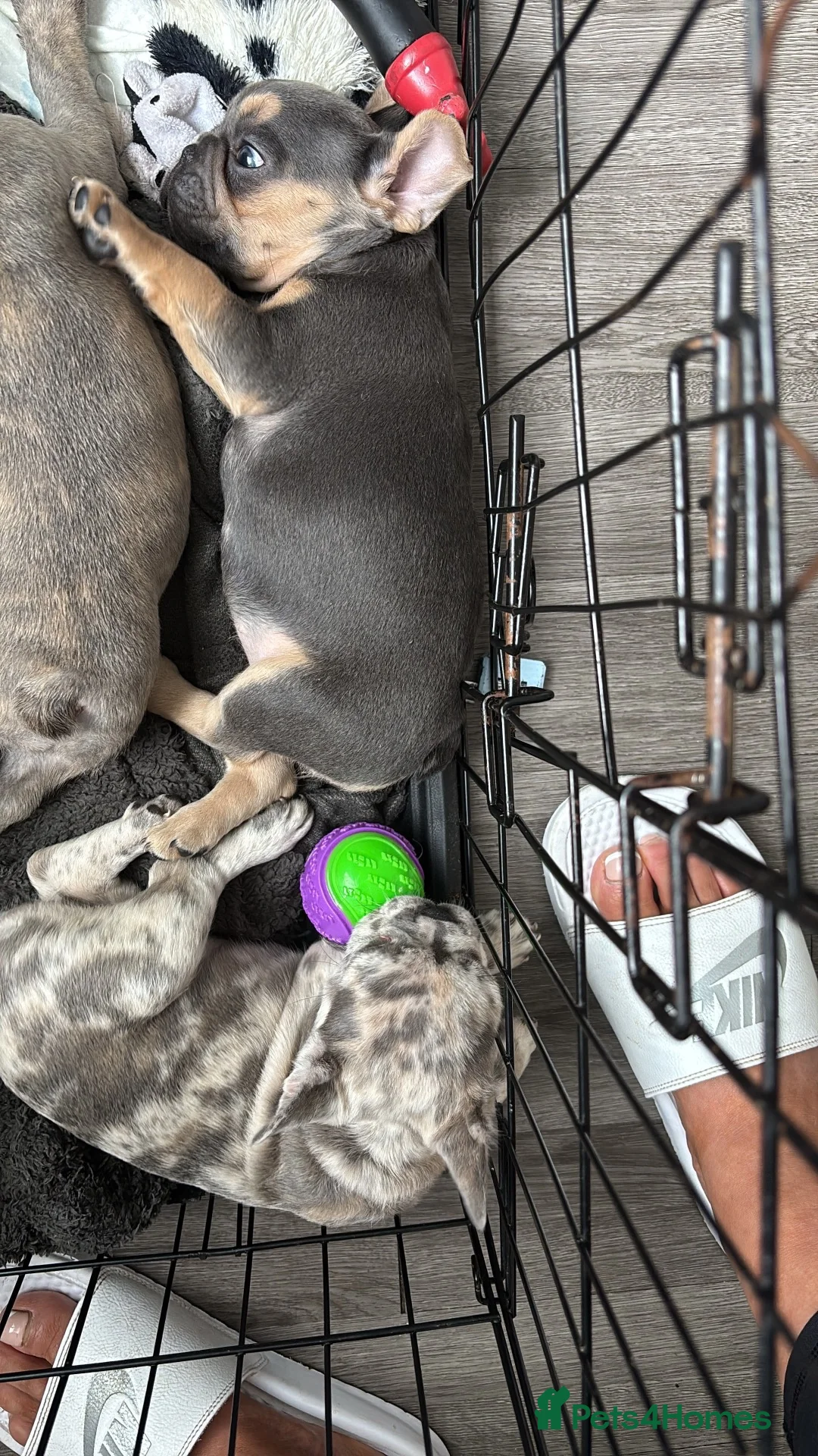 French Bulldog dogs for sale: Beautiful Female French Bulldog Puppy in London - Advert 5