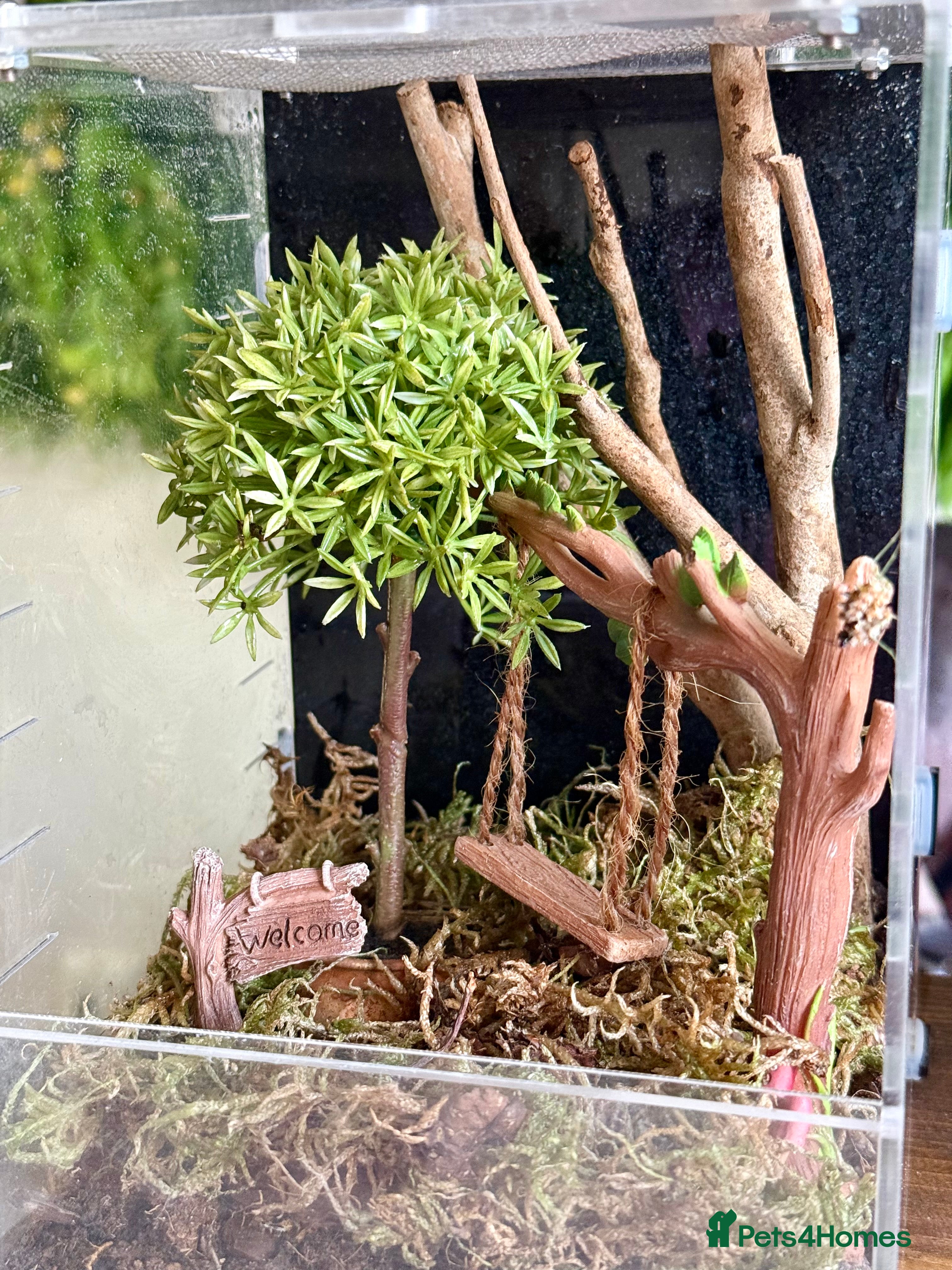 Corn Snake reptiles Spiny Flower Mantis & Setup - Advert 12