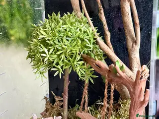 Corn Snake reptiles Spiny Flower Mantis & Setup - Advert 12