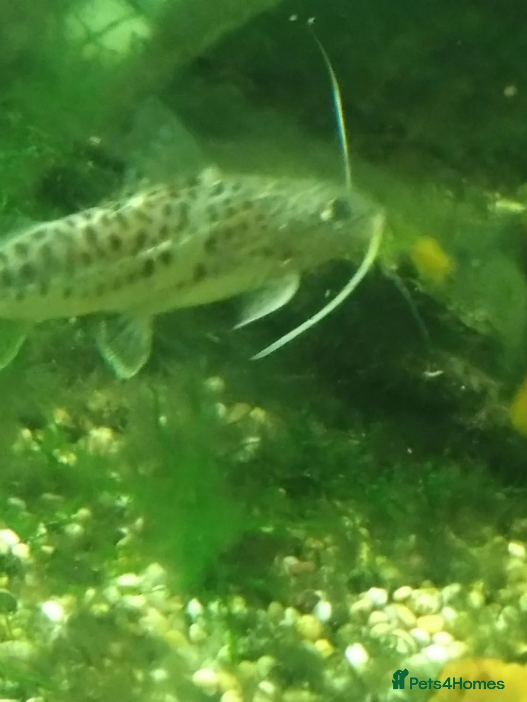 Catfish fish for sale: 5 Pictus Catfish - Advert 2