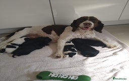 Cockapoo dogs for sale: cockerpoo  - Image 12