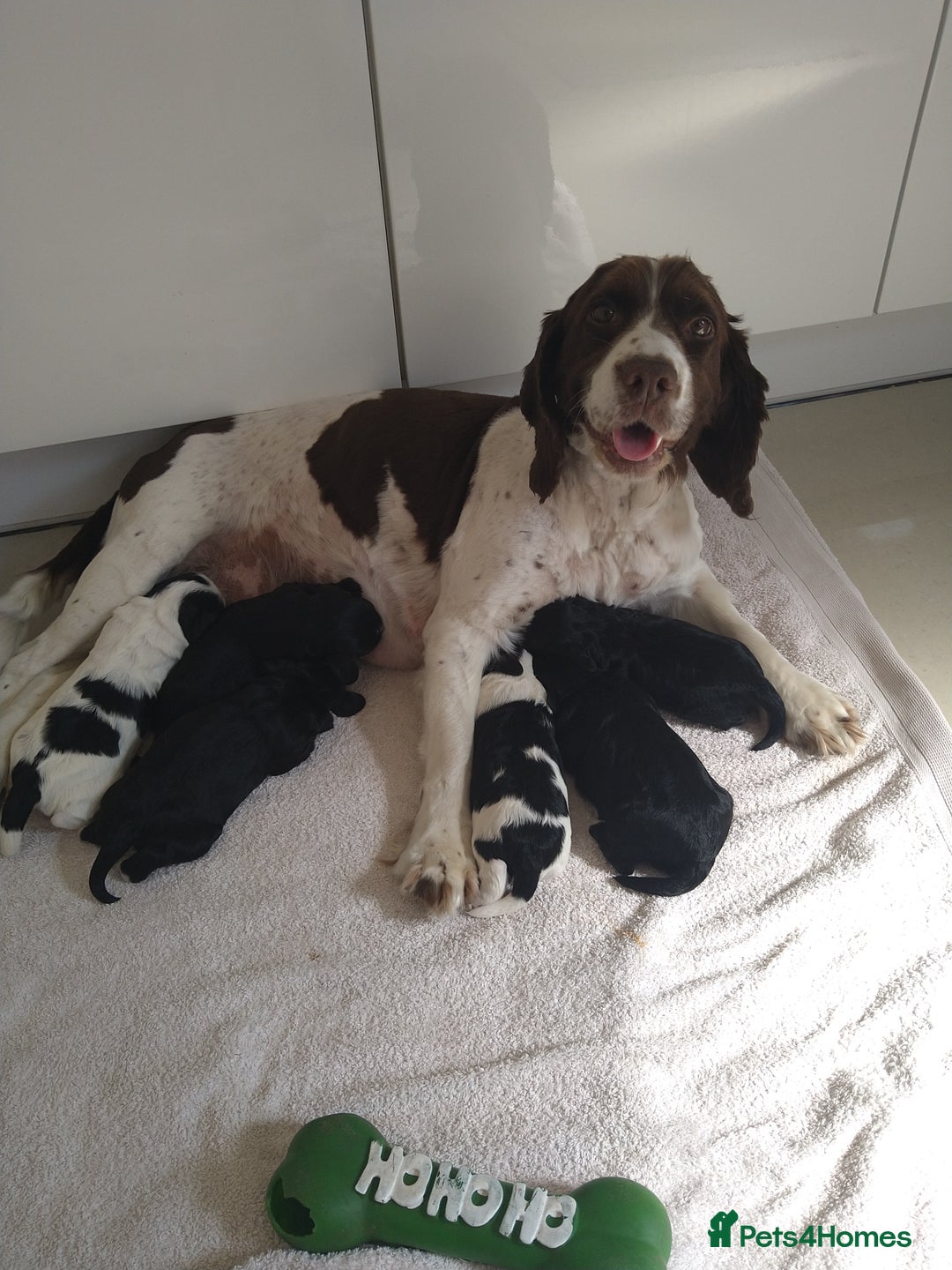 Cockapoo dogs for sale: cockerpoo  - Image 12